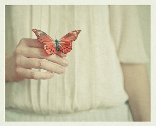 唯美蝴蝶